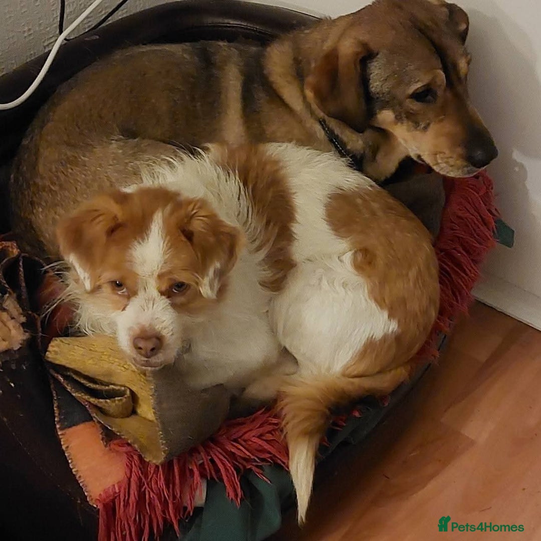 Mixed Breed dogs for adoption: Meet Lenny - Advert 2