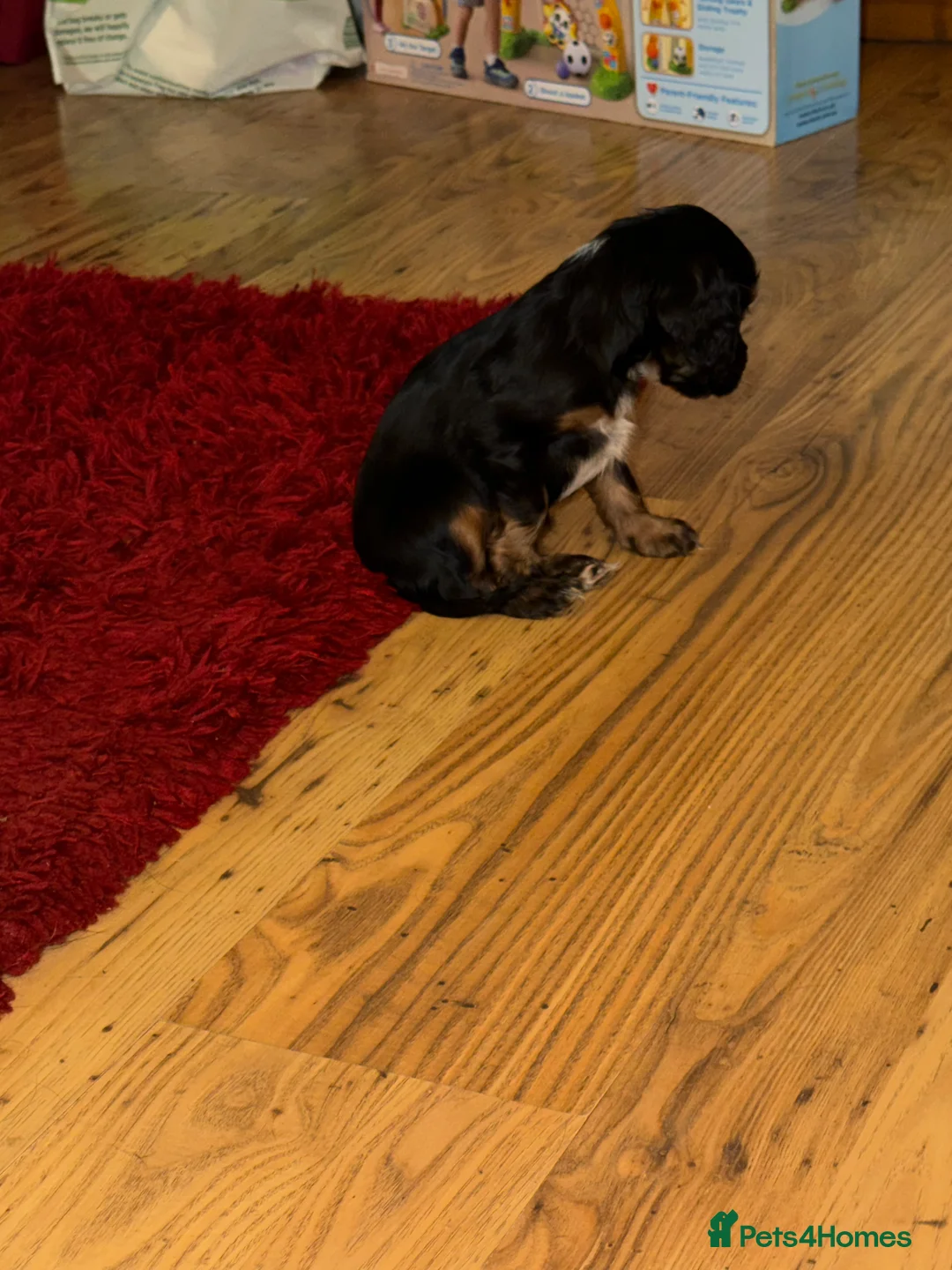 Cocker Spaniel dogs for sale: Stunning ideal family pups  - Advert 12