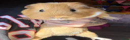 Guinea Pig rodents for sale: Guinea pigs - Advert 3