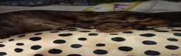 Miniature Dachshund dogs for sale: Last male puppy for sale  in Bristol - Advert 10
