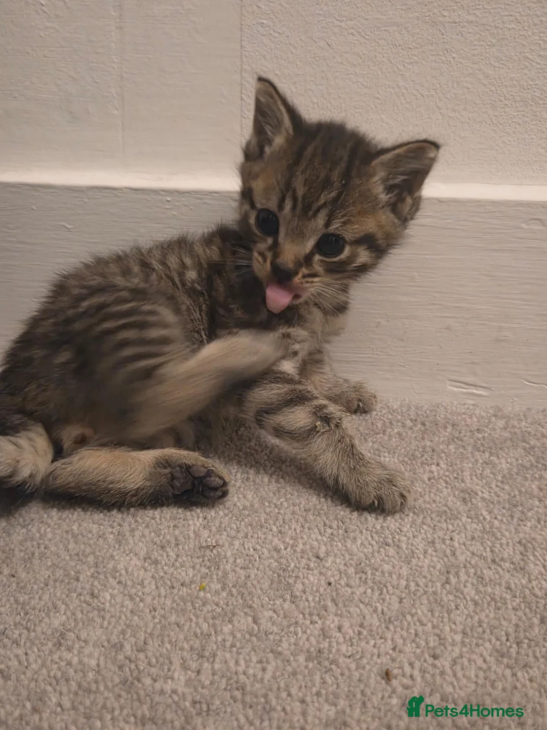 Bengal cats for sale: 3 beautiful bengal girls. - Advert 2