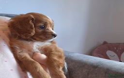 Cavapoo dogs for sale: 🤎 gorgeous Cavapoo girl🤎 - Image 2