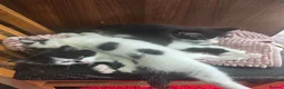 Mixed Breed cats for sale: Cute kittens for sale (NEED GONE ASAP) - Advert 23