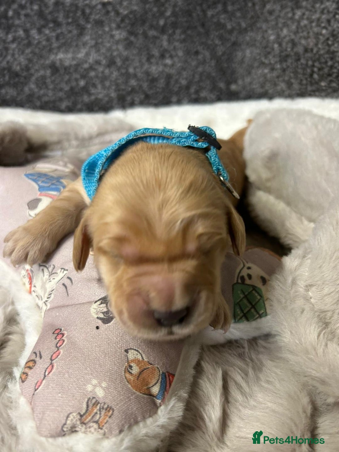 Mini Goldendoodle dogs for sale: Beautiful F1 Miniature Goldendoodle Puppies  - Advert 13