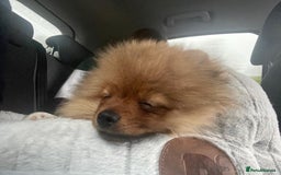 Pomeranian dogs for sale: 6 month old pomeranian  - Image 6
