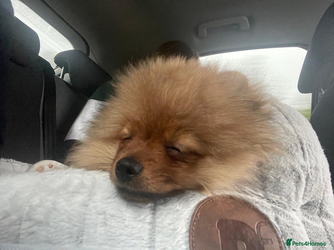 Pomeranian dogs for sale: 6 month old pomeranian  - Image 6