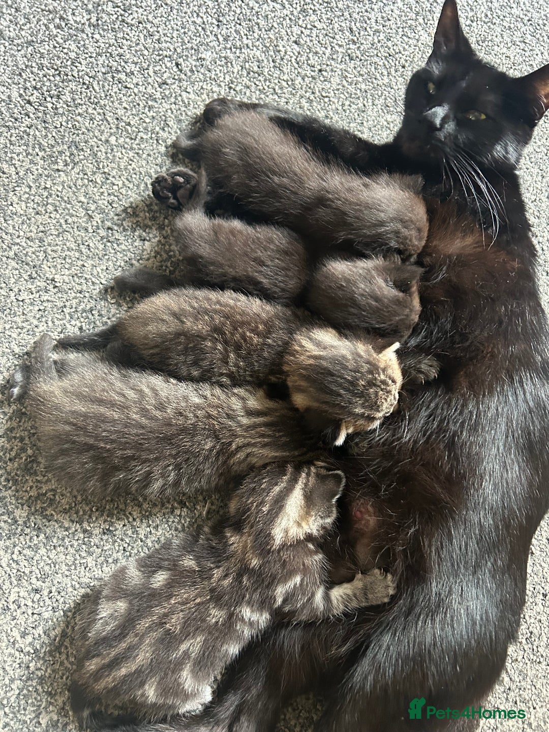 Mixed Breed cats for sale: 1 tabby kitten left! Ready now! - Image 9
