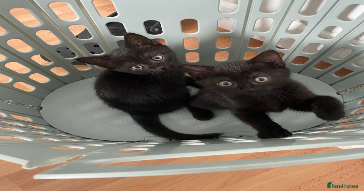 Two beautiful all black kittens for sale in London Pets4Homes