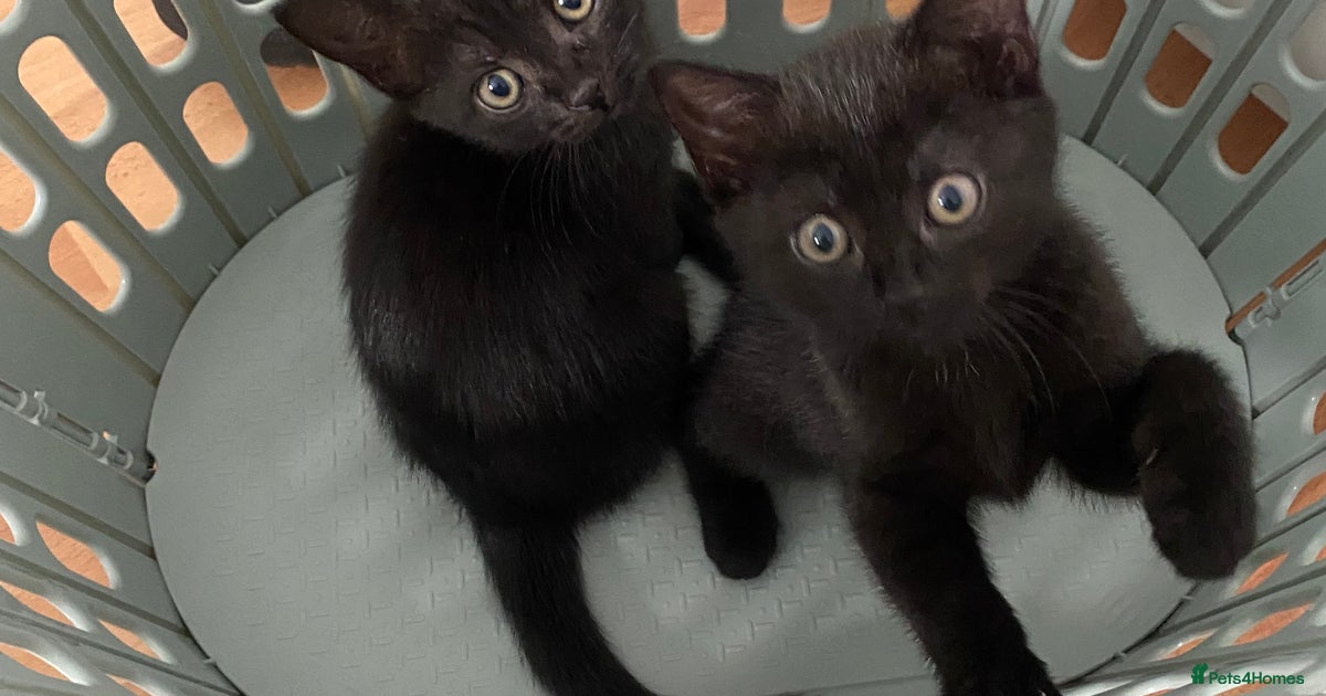 Two beautiful all black kittens for sale in London Pets4Homes