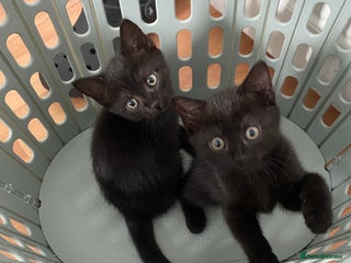 Mixed Breed cats - Advert 12