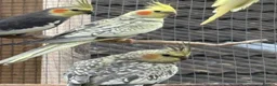 Cockatiels birds for sale: Baby cockatiels for sale in Appleby-in-Westmorland - Advert 6