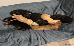 Mixed Breed dogs for sale: Beautiful unique puppies  - Image 10