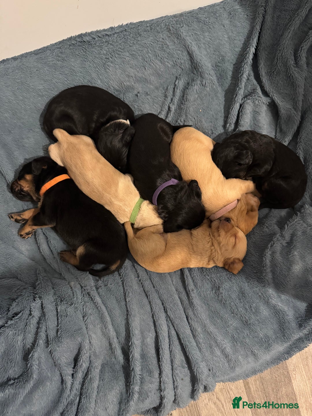 Mixed Breed dogs for sale: Beautiful unique puppies  - Image 10
