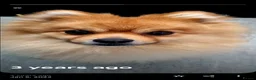 Pomeranian dogs for stud: Ready for stud - Advert 2