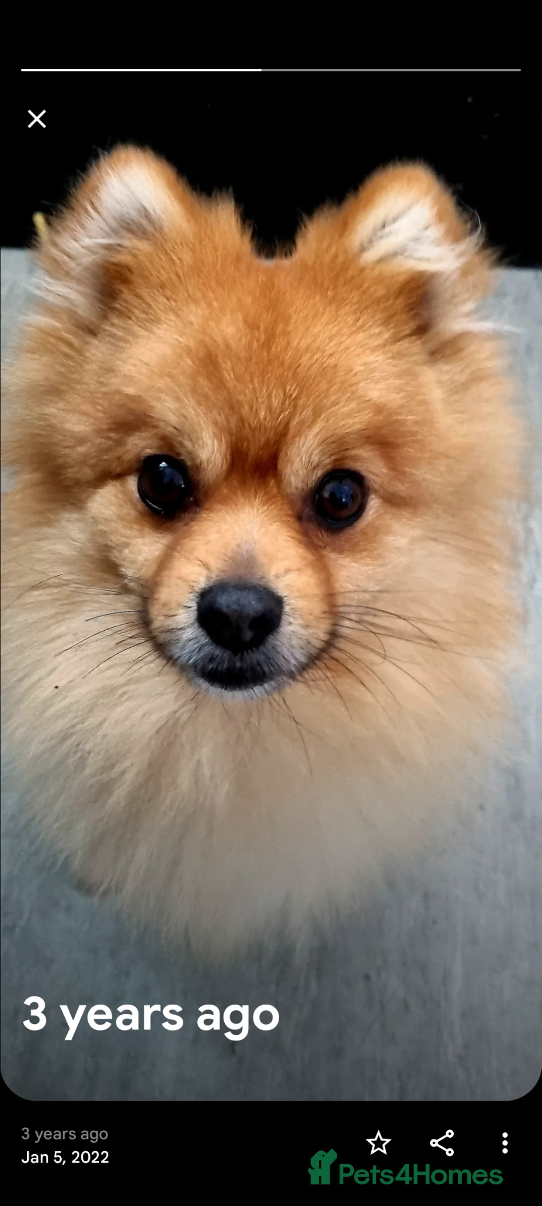 Pomeranian dogs for stud: Ready for stud - Advert 2