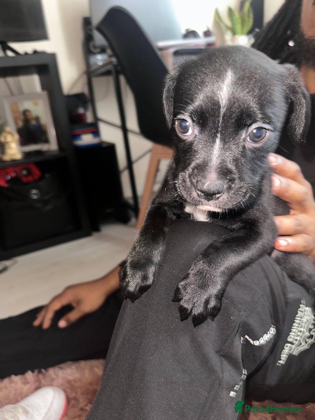 Mixed Breed dogs for sale: Mixed breed for cheap  - Image 14