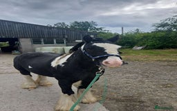 Irish Cob horses for sale: Tucker  - Image 4