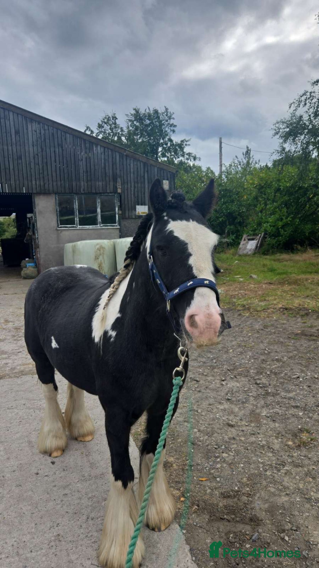 Irish Cob horses for sale: Tucker  - Image 4