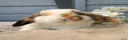 Mini Lop rabbits for sale: Stunning mini lop rabbits - Advert 3