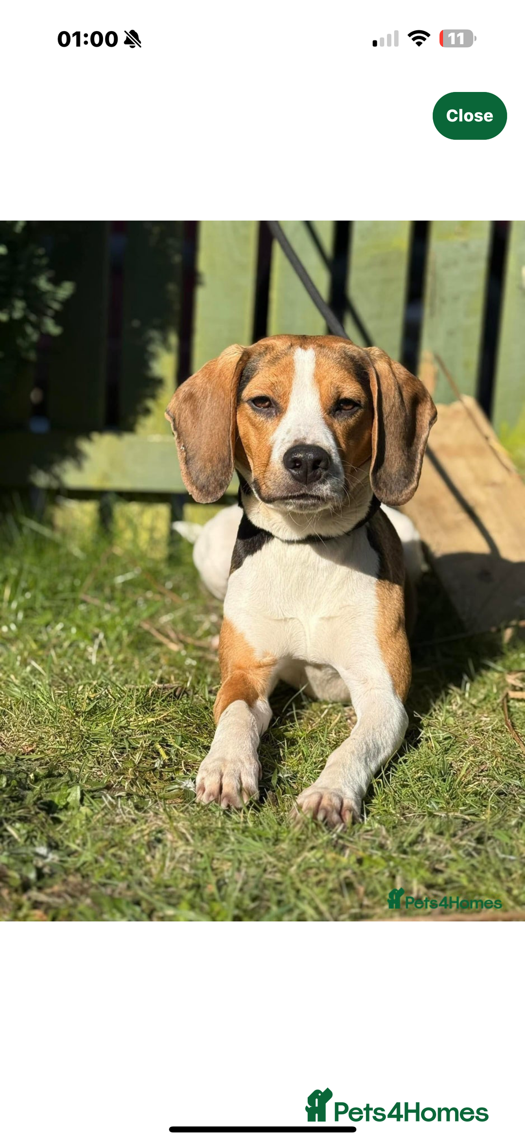 Mixed Breed dogs for sale: Borders - 2 dog pups left *reduced* - Advert 6