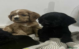 Mixed Breed dogs for sale: American x working cocker spaniel - Advert 9