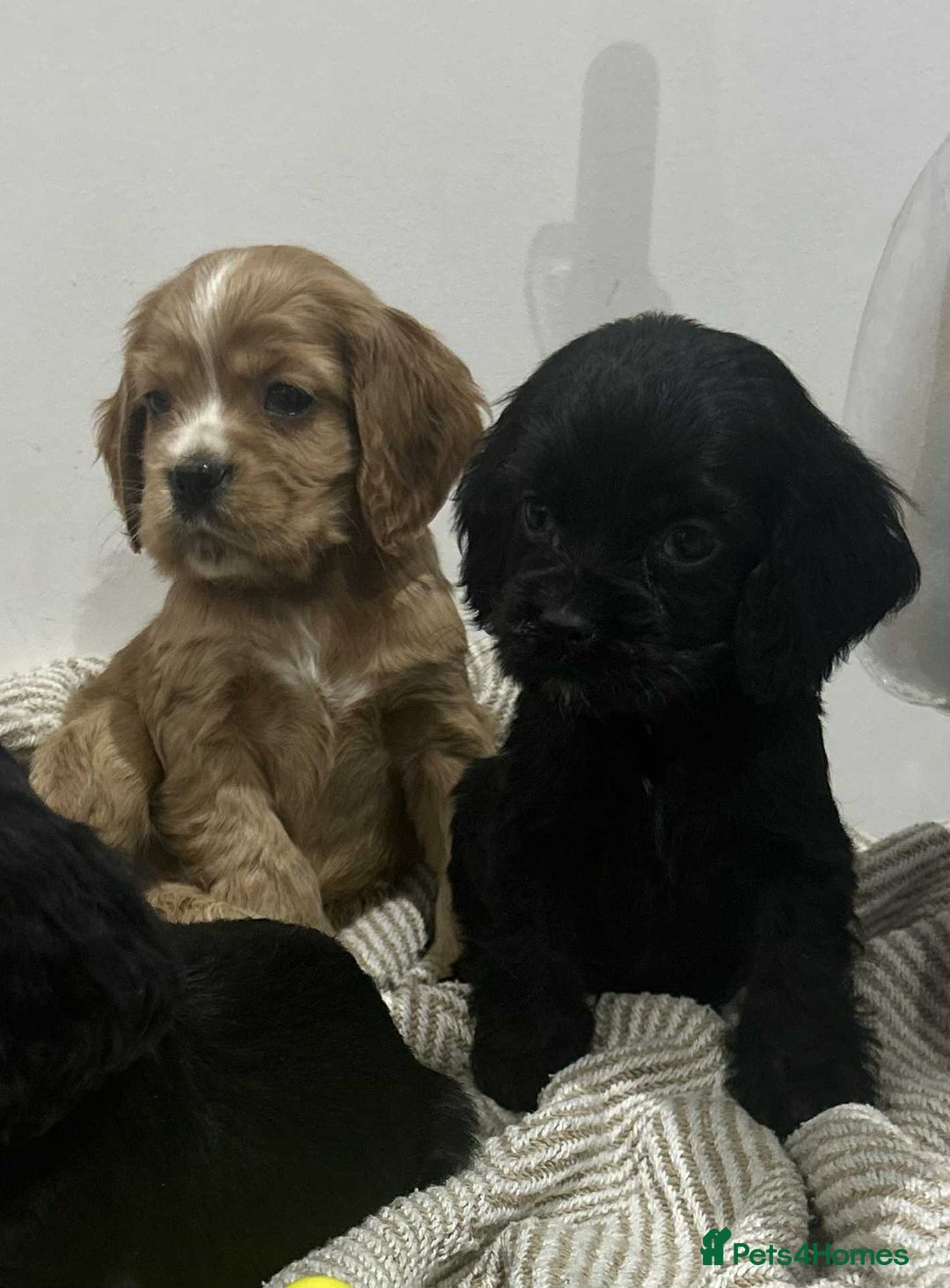 Mixed Breed dogs for sale: American x working cocker spaniel - Advert 9
