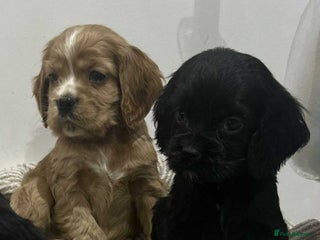Mixed Breed dogs American x working cocker spaniel - Advert 6
