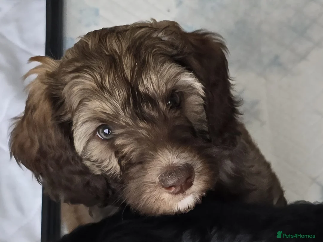 Sheepadoodle dogs for sale: Stunning Sheepadoodle puppy in Northampton - Advert 1