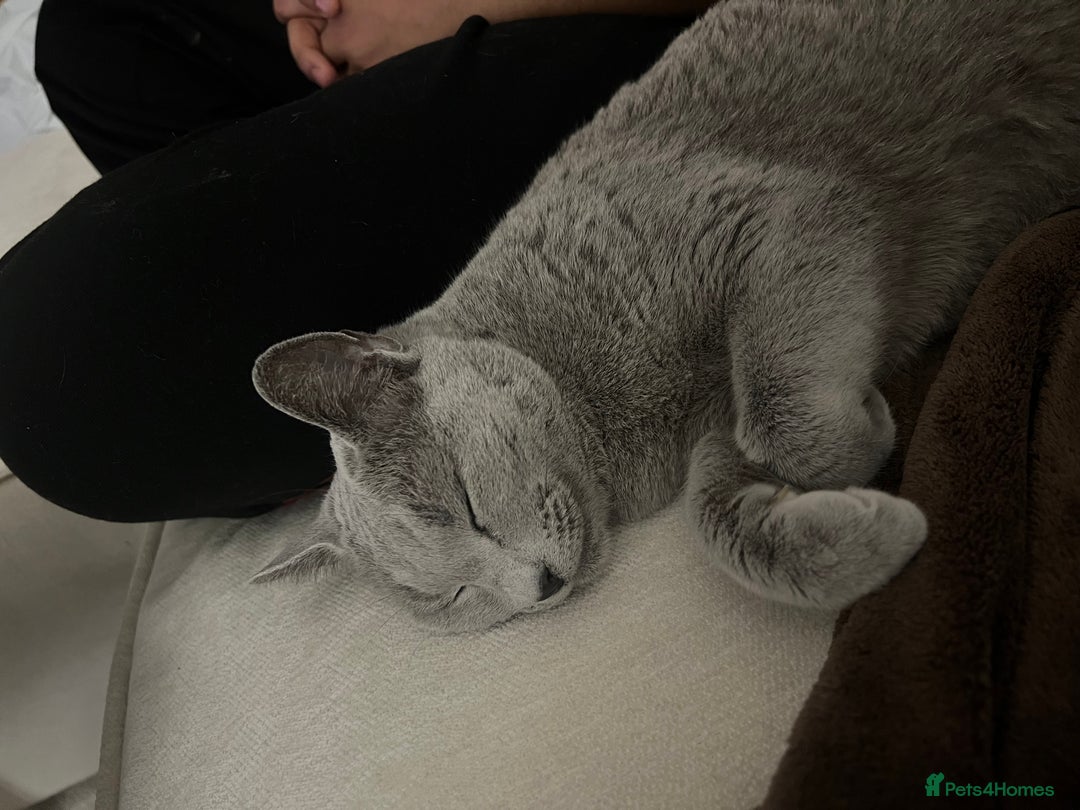 Russian Blue cats for sale: Pedigree Russian Blue Female for sale  - Advert 6