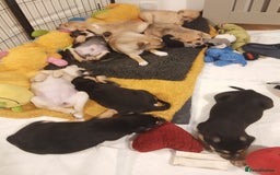 Mixed Breed dogs for sale: Pug X Collie pups (Pugollies) 3 Boys 2 Girls - Advert 22