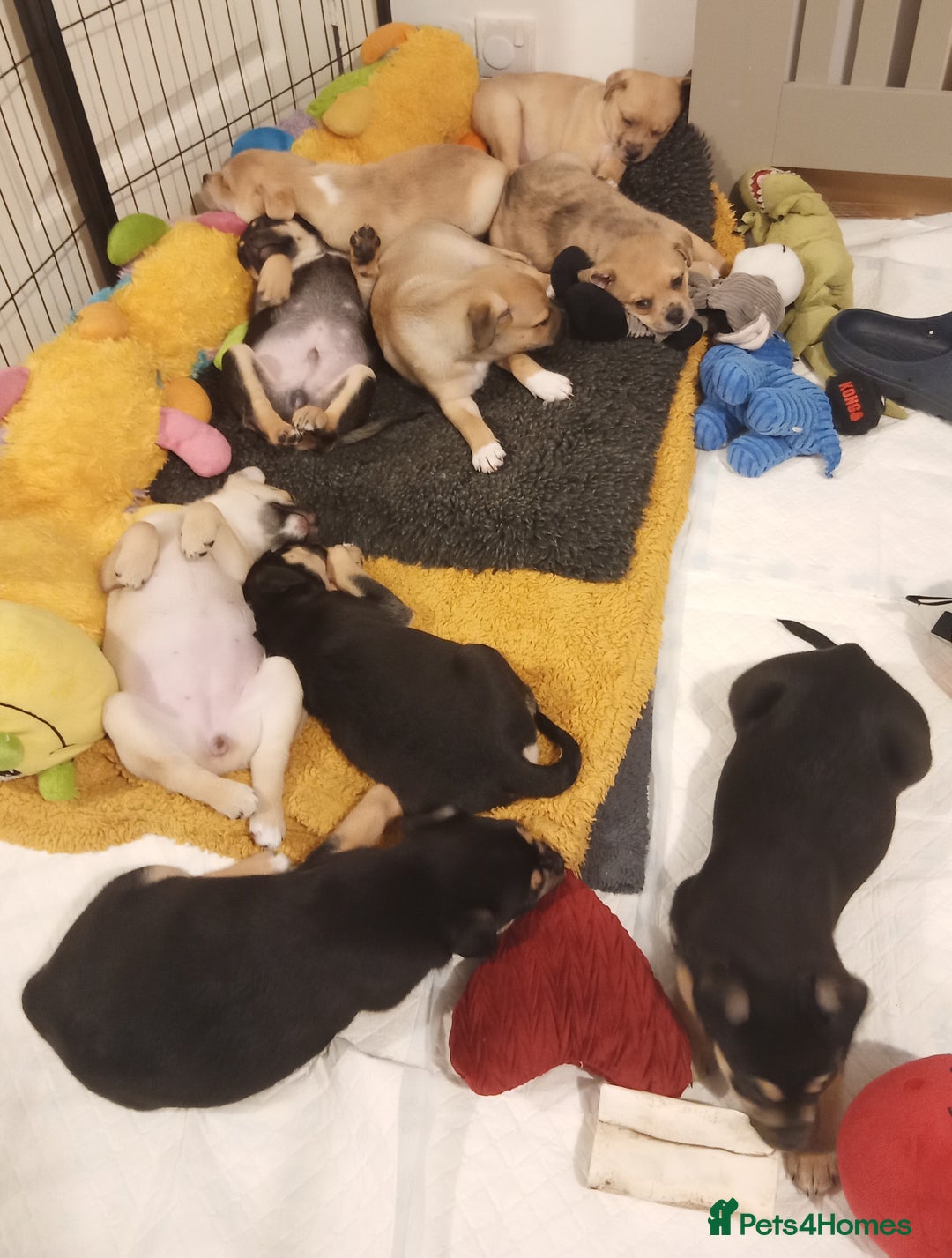 Mixed Breed dogs for sale: Pug X Collie pups (Pugollies) 3 Boys 2 Girls - Advert 22