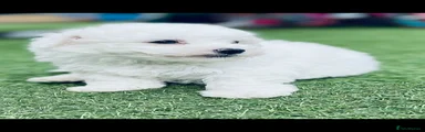 Bichon Frise 1