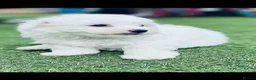 Bichon Frise dogs for sale: Bichon Frise pups kc registers parents  - Advert 2