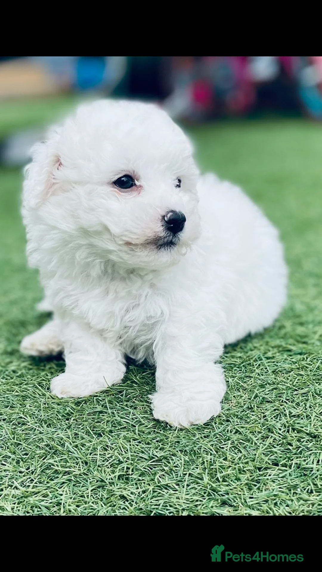 Bichon Frise dogs for sale: Bichon Frise pups kc registers parents  - Advert 2