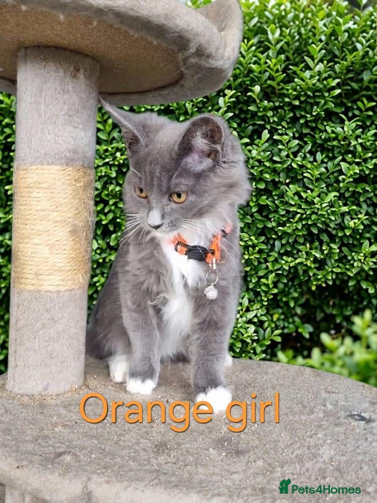 Maine Coon cats READY NOW... GCCF Main Coon kittens - Advert 1