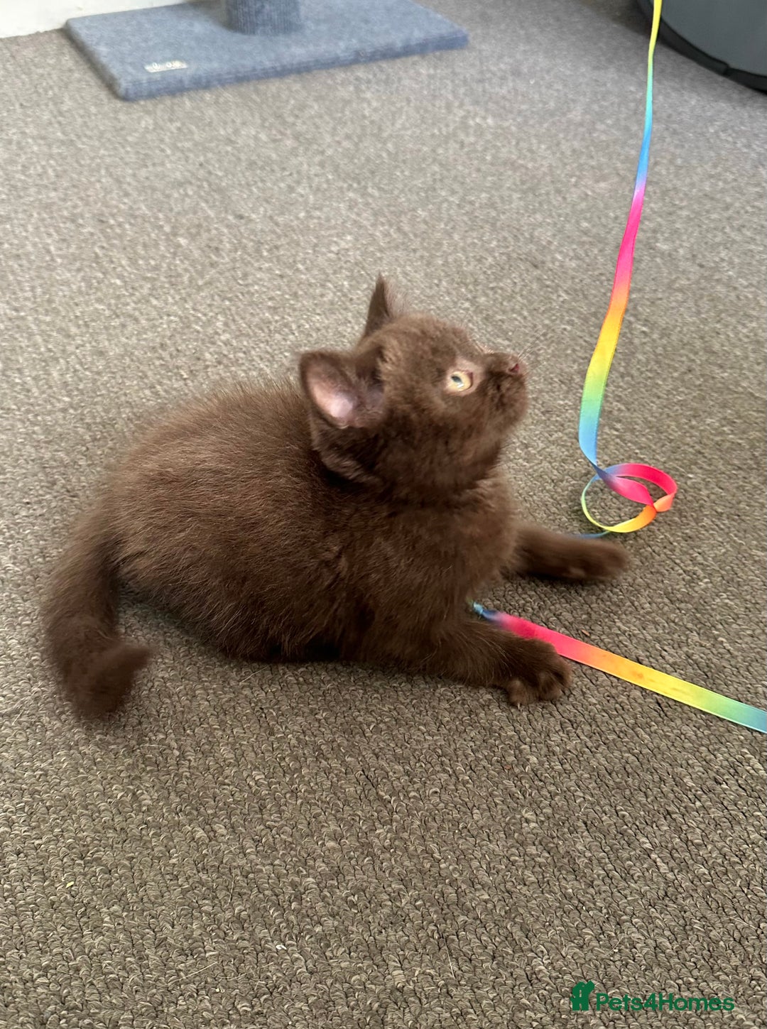 Mixed Breed cats for sale: BSH Ragdoll mix kittens - Advert 7