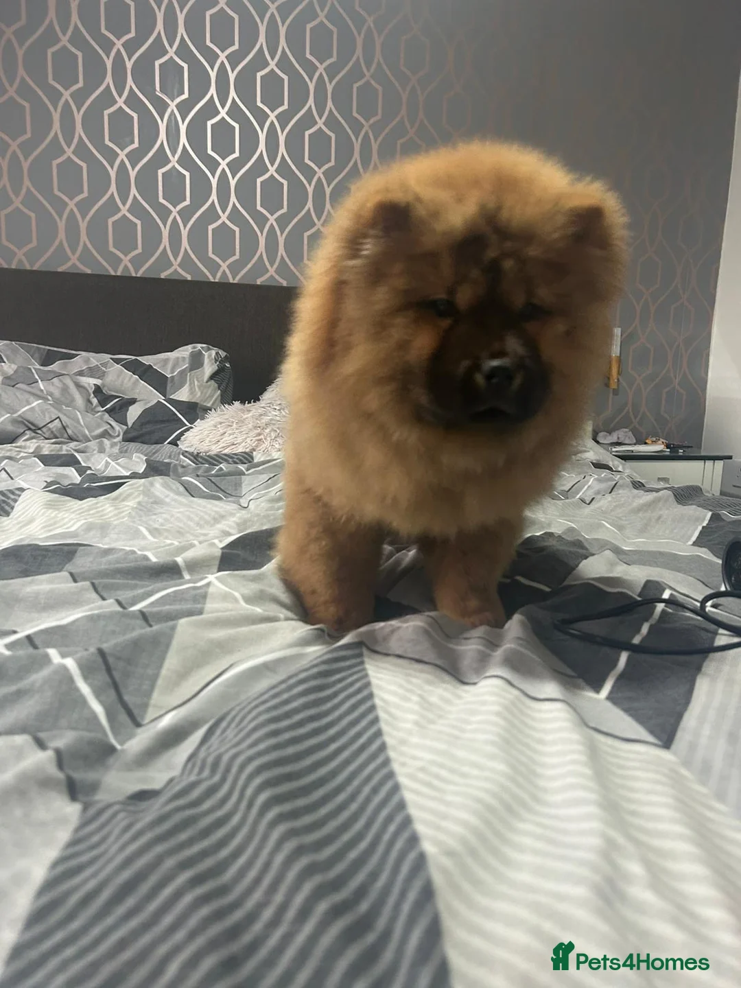 Chow Chow dogs for sale: Adorable mini chow chow pups  - Advert 5