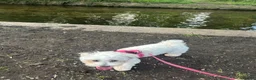 Mixed Breed dogs for sale: 7 month old maltease cross  in Mitcham - Advert 3
