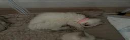 Ragdoll cats for sale: Bluepoint ragdolls females  - Advert 9