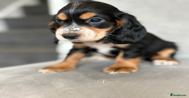 Cocker Spaniel dogs - Advert 1