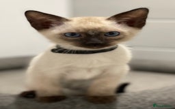 Siamese cats for sale: GCCF Registered Traditional Siamese Kittens  - Image 4