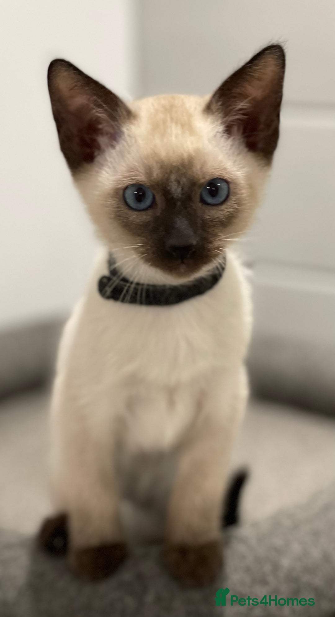 Siamese cats for sale: GCCF Registered Traditional Siamese Kittens  - Image 4