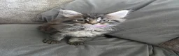 Maine Coon cats for sale: Maine coons kittens 1g and 4 boys - Advert 12