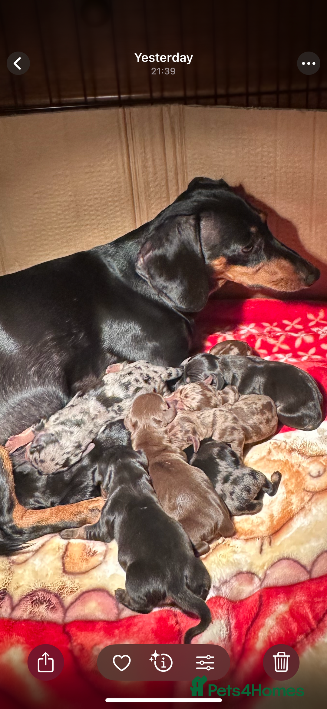 Dachshund dogs for sale: Mini dachshunds - 2 girls & 4 boys available - Image 6