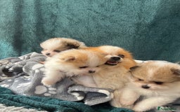 Pomeranian dogs for sale: Fluffy Pomeranian puppies - Image 12