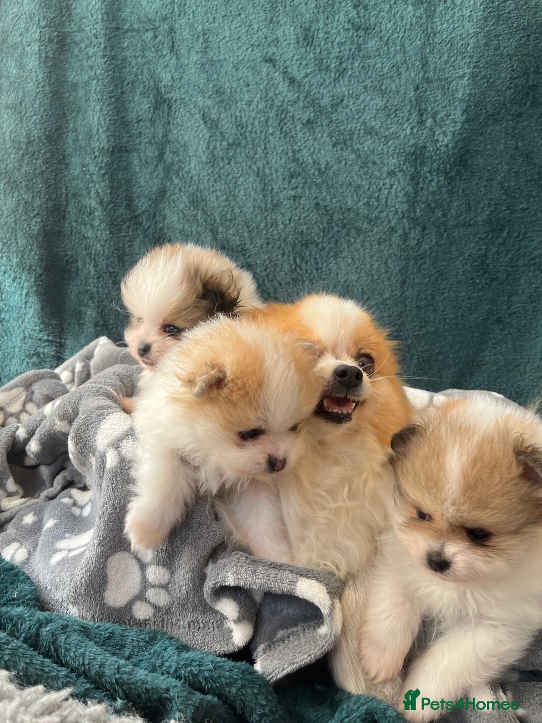 Pomeranian dogs for sale: Fluffy Pomeranian puppies - Image 12