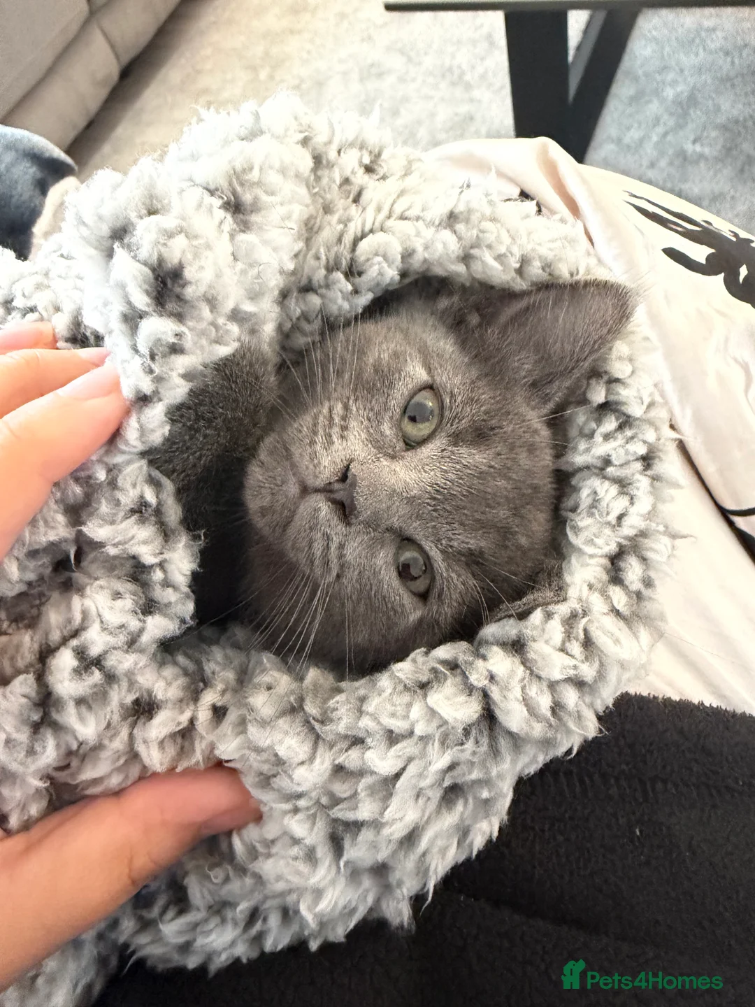 British Shorthair cats for sale: Blue British Short Hair Kitten - 11 weeks  - Advert 2