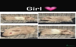 Guinea Pig rodents for sale: 5 Female, 2 male guinea pigs seeking new families - Image 3