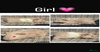 Guinea Pig rodents - Advert 2