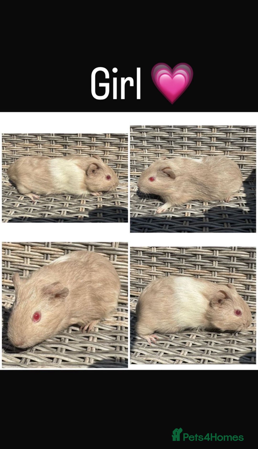 Guinea Pig rodents for sale: 5 Female, 2 male guinea pigs seeking new families - Image 3